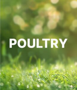 Poultry Healthcare Solutions in India